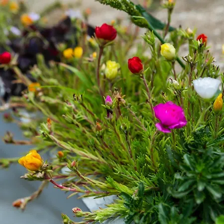 Barathegyi Panzio Es Elmenypark Bed & Breakfast